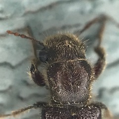 Melalgus plicatus