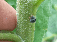 Azya orbigera ecuadorica