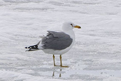 Larus californicus