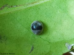 Azya orbigera ecuadorica
