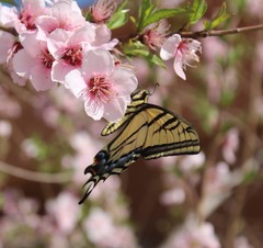 Papilio multicaudata