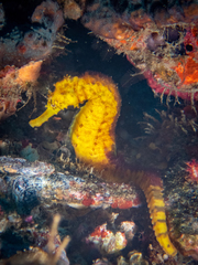 Hippocampus comes