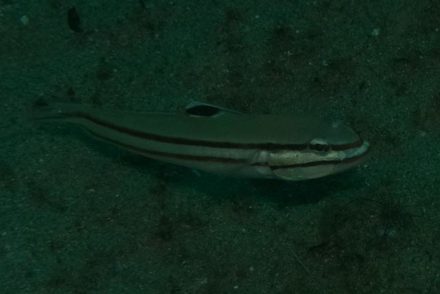 Twostripe Goby