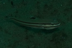 Valenciennea helsdingenii