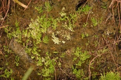 Selaginella eatonii image