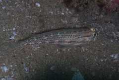 Gnatholepis cauerensis