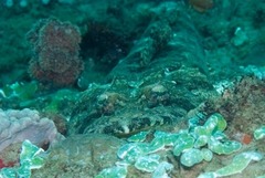 Papilloculiceps longiceps