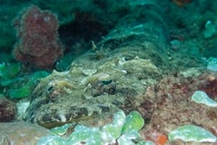 Papilloculiceps longiceps