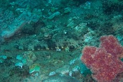 Papilloculiceps longiceps