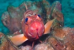 Epinephelus rivulatus