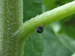 Azya orbigera ecuadorica