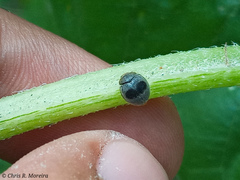 Azya orbigera ecuadorica