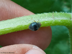 Azya orbigera ecuadorica
