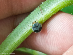 Azya orbigera ecuadorica
