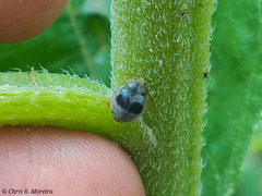Azya orbigera ecuadorica