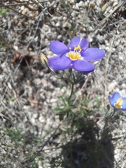 Giliastrum rigidulum