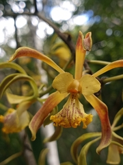 Encyclia alata