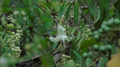 Ruellia petiolaris