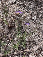 Giliastrum rigidulum