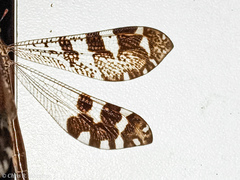 Millerleon subdolus