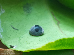 Azya orbigera ecuadorica