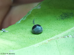 Azya orbigera ecuadorica