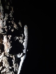 Strophurus williamsi