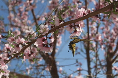 Papilio multicaudata