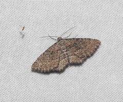 Chrysolarentia squamulata