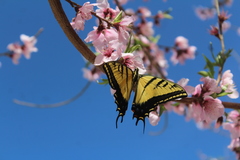 Papilio multicaudata