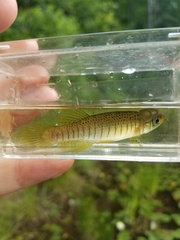 Fundulus lineolatus