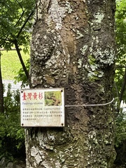 Pseudotsuga wilsoniana