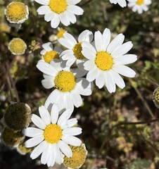 Anthemis chia