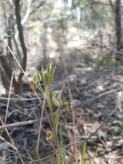 Pterostylis setifera