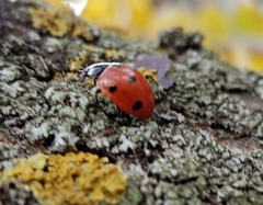 Coccinella septempunctata