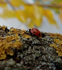 Coccinella septempunctata
