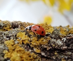 Coccinella septempunctata