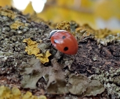 Coccinella septempunctata