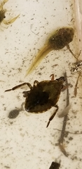 Nepomorpha