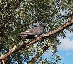 Columba livia domestica