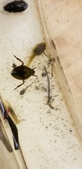 Nepomorpha