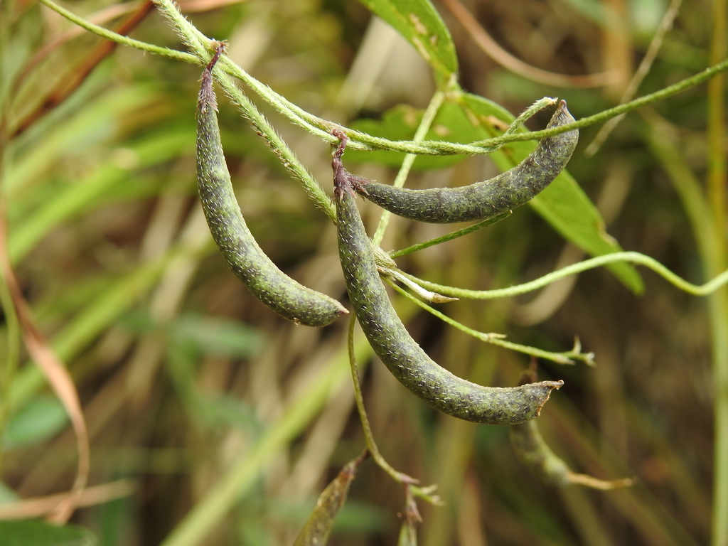 basketlike-lobed soybean