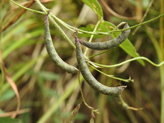 Glycine cyrtoloba