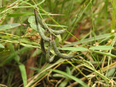 Glycine cyrtoloba