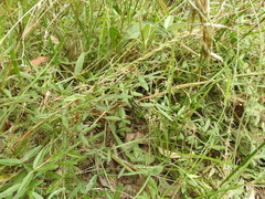Glycine cyrtoloba
