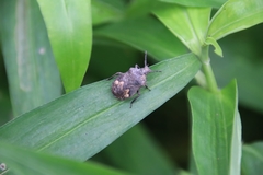 Megymenum brevicorne