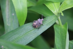 Megymenum brevicorne