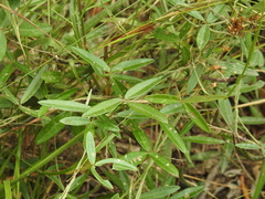 Glycine cyrtoloba