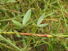 Glycine cyrtoloba