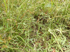 Glycine cyrtoloba
